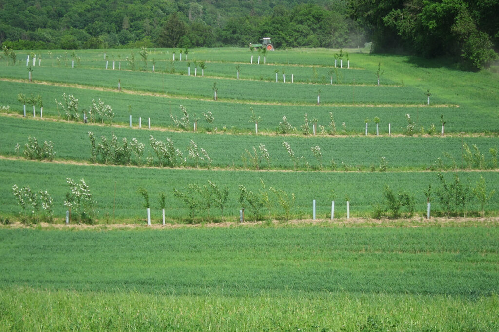 Bild: bepflanzter, grüner Acker mit Reihen von jungen Bäumen und im Hintergrund dunkelgrüne Büsche